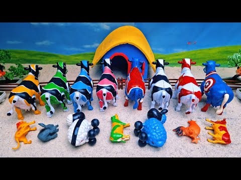 Wadidau Cow ‼️ Sacrificial Cow Slaughtering Process ‼️ 09:09 Minute