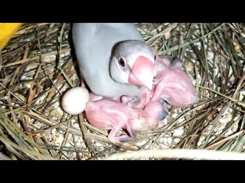 Java Finch Ke Colony Breeding Update🐣 || My Java's Setup Breeding Progress❤ || Abbottabad Birds🕊