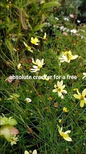 Yellow flowers for September. Coreopsis Moon Beam