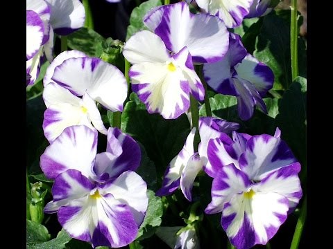 Best Perennials, Viola 'Rebecca'