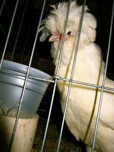 In Pictures: Howard County Fair