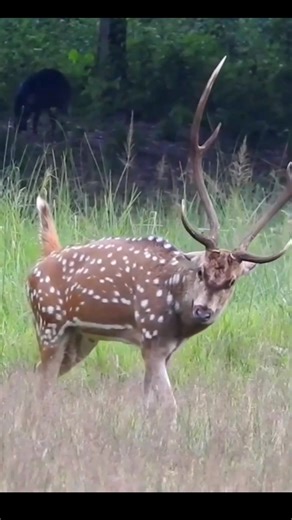 spotted deer in chitwan #wildlife #wild #animal
