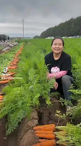 103K views · 1.8K reactions | Carrots 凌凌凌 harvesting Fields | Zortrax Agriculture Corporation | Facebook