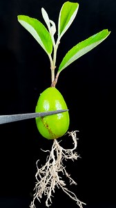 25K views · 93 reactions | How to Grow Chinese jujube plant from jujube Fast | Sprout germinate Jujube | Chinese Dates//#gardendesign #garden #shortsvideos #reelsvideoシ #gardenlife | Rana Craft | Facebook