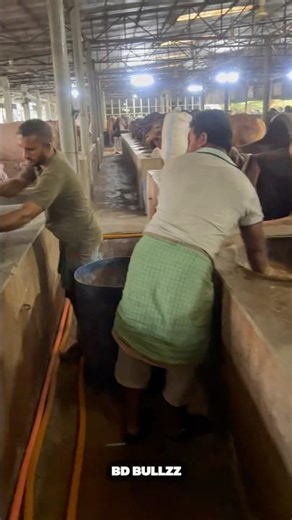 SHEPHERDS WORKS HARD TO FEED THE BULLS ❤️ #bdbulls #cow #bullfarm #animalfarming #bullsemen