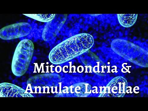Mitochondria And Annulate lamellae | Cytology | Histology