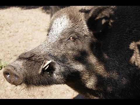 Driven hunt in Poland - Drivjagt i Polen ( www.ultimatehunting.eu