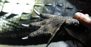 Loxahatchee Is First Wildlife Refuge To Host Recreational Gator Hunting