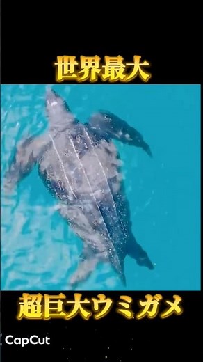 [World's Largest] The Unknown Ecology of the Massive Leatherback Sea Turtle #animals #marinelife ...