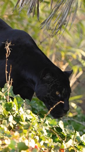 Black jaguar, Inka, under the sun 😍 Isn’t she stunning!? Did you know? 💭 Black jaguars aren’t a separate species - Inka’s dark coat comes from melanism, a dominant gene that boosts melanin. In bright light, you can still see her hidden rosettes 🐾 | Chester Zoo