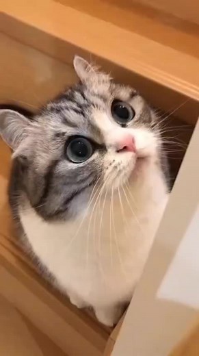 Больше приколов телеграм канале komaru_GIF #komaru