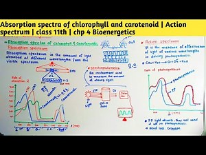 Absorption spectra of chlorophyll & carotenoid | Action spectrum | class 11th | chp 4 Bioenergetics