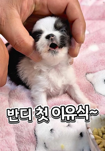 치와와 이유식 시기, 시간 정말 빠르네!