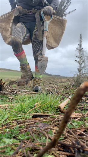 Help plant trees 🌲 Scotland forestry worker tree planting Scottish woodland spring work