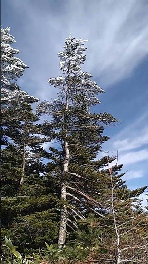 霧氷❄✨️の森と澄み渡る青空☀ 水ノ塔山〜東篭ノ登山の赤ゾレの稜線🥰🥰
