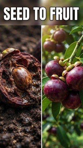From Single Seed to Giant Mangosteen Fruit Tree - Plant Life Life Cycle #shorts #nature #timelapse