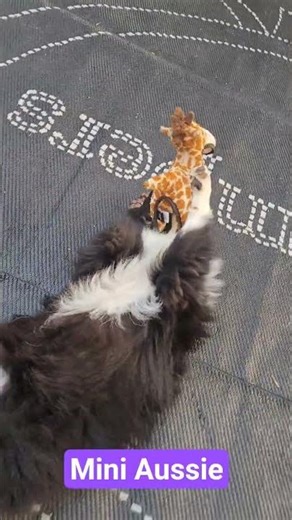 Mini Aussie takes on Giraffe!!! #australianshepherd #wildkingdom #camping