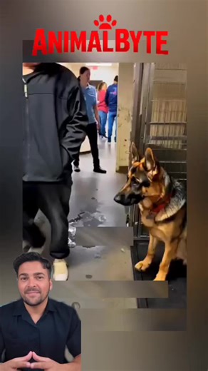 este perro protegió a alguien que no lo merecía 💔 #creatorsearchinsights #humanity #animals #story #love