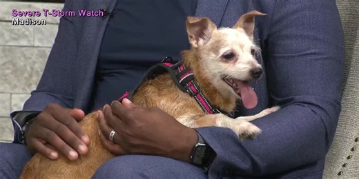 Pet of The Week: Meet Master Splinter