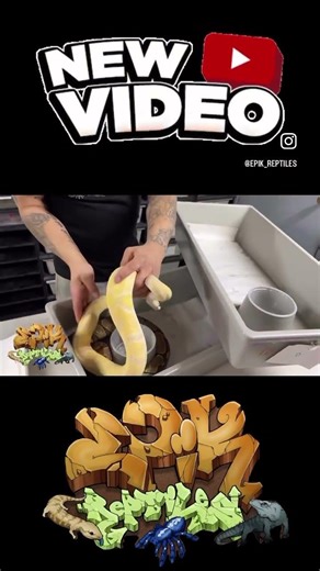 #reptileroom #ballpython