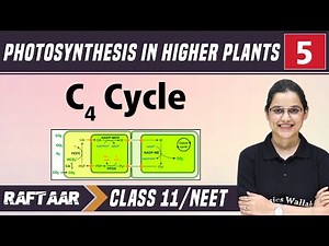Photosynthesis in Higher Plants 05 || C4 Cycle || Class11/NEET || RAFTAAR