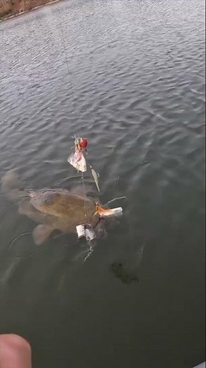 This HUGE Fish Destroyed My Rigs