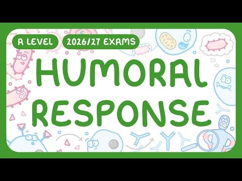 A-Level Biology - Humoral Response - B Cells | Primary & Secondary Responses (2026/27 exams)