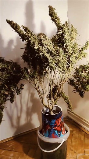 0017: Late stage monitoring of trichomes maturity.