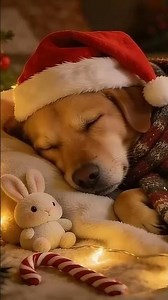 Calming Melodies for Anxious Dogs 🎶 Soothing Sounds 💖No Ads