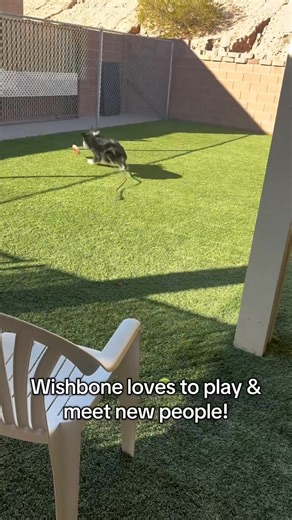 Meet the shelter dogs available for adoption. Call 702 346 5268 to set up a time to come to the shelter and meet them | Friends of Mesquite Nevada Animal Shelter