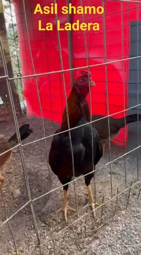 asil shamo pollas plumer