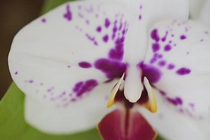 435K views · 4.7K shares | Wild orchids in South Florida have nearly been eliminated due to human activity—and a comeback is difficult, because orchid seeds have only about a one-in-a-million chance of creating a new plant. Will the orchid population ever return to its former glory? | National Geographic | Facebook