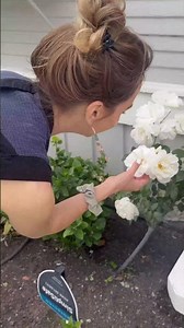 Protecting against ants with Amdro Ant Block #fireant #garden #pestcontrol #diy #yard