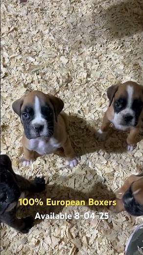European Boxer Puppies