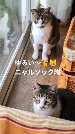 🐈♂リン💉ウイルス検査で猫エイズ判明。自由に家と外の生活を選んでいるので仕方ない#猫#猫のいる生活 #ねこ #ありがとう #元気お届け #チャンネル登録よろしくお願いします #応援お願いします #自然