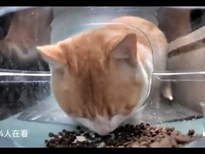 cat eating then looking at the camera meme but without the brainrot ahh audio