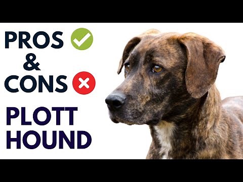 Plott Hound Breed Pros and Cons | Plott Hound Advantages and Disadvantages