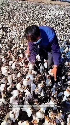 The process of harvesting gathering cotton