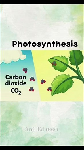 How Plants Make Food? 🌱 Photosynthesis Animation Explained #shorts #aniledutechyt #science