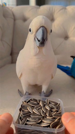 Beautiful and funny bird video #shorts #foryou #viral
