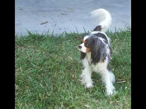 17T Barking Cavalier King Charles Spaniel Dog 041626 703pm