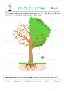 Schéma arbre : les différentes parties de l'arbre