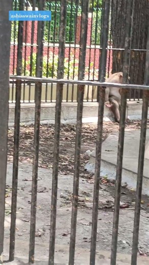 Cercopithecidae#ashisswainvlogs#park#sayajibaug#travel#Cercopithecidae#monkey#apes#zoo