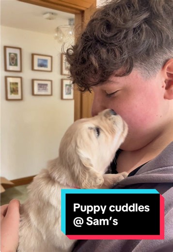 Puppy cuddles at Sam’s. Golden Retriever puppies