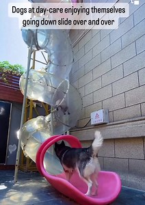 7.1M views · 236K reactions | Thinking this would be a fun addition. | Michigan Doodle Rescue Connect | Facebook