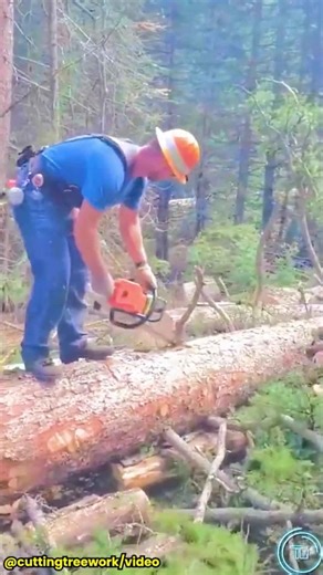 Tree Cutting Masters Show Unmatched Precision and Skill