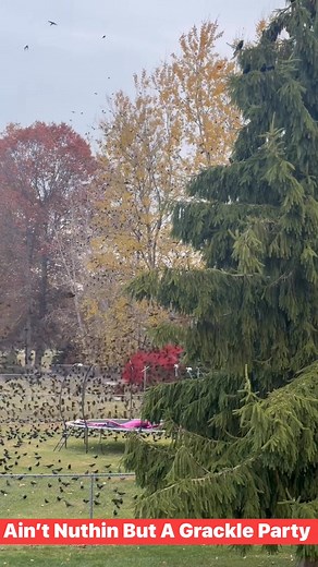 When The Neighbor’s Put Out The Good Bird Seed…. | Chris Taylor