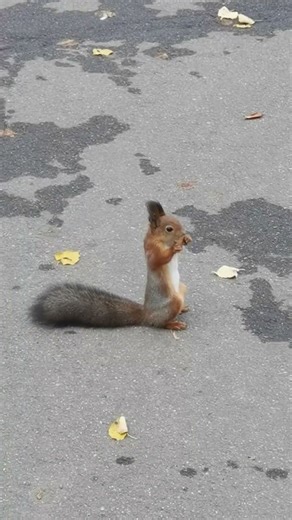 Fall Nature 2025 Squirrel VIII #squirrel #shorts #nature