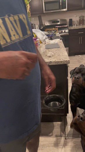 Bloopers! Rambo never eats raw meat but he was going too, thats why we laughing. Rosh almost got the right bite! They only eat baked meat we don’t feed them raw food! 😂🐶🐶🐶🐶❤️#fyp #influencer #drdre #dogsofttiktok #cali #rottweilersoftiktok #rottweiler #georgia #dc #pet #hiphop #guarddog #dogtreat #k9