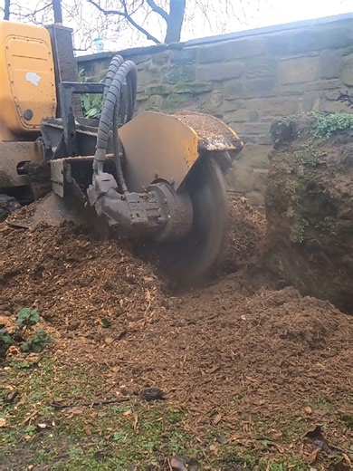 Big stumps don’t stand a chance 💪🌳 Watch this beast of a stump grinder make quick work of these massive horse chestnut stumps — smooth, fast, and satisfying! ✔️ Large-scale removal ✔️ Clean finish ✔️ Ready for replanting or landscaping Need stubborn stumps gone? You know who to call 👊 #StumpGrinding #TreeWork #GroundsMaintenance #LandscapingLife #BeforeAndAfter